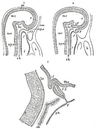 Fig. 1182
