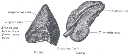 Fig. 1183