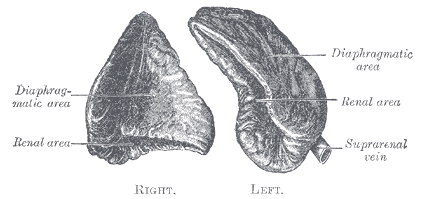 Fig. 1184