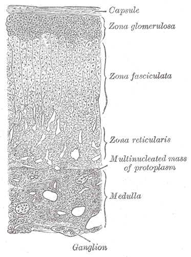 Fig. 1185