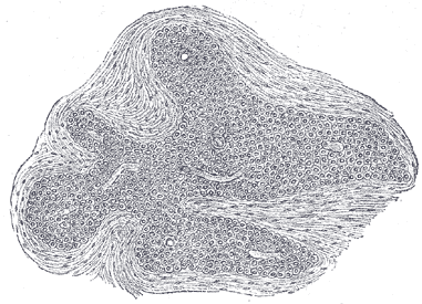 Fig. 1187