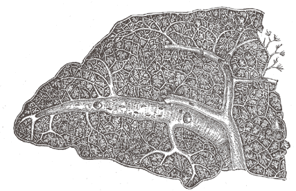 Fig. 1190