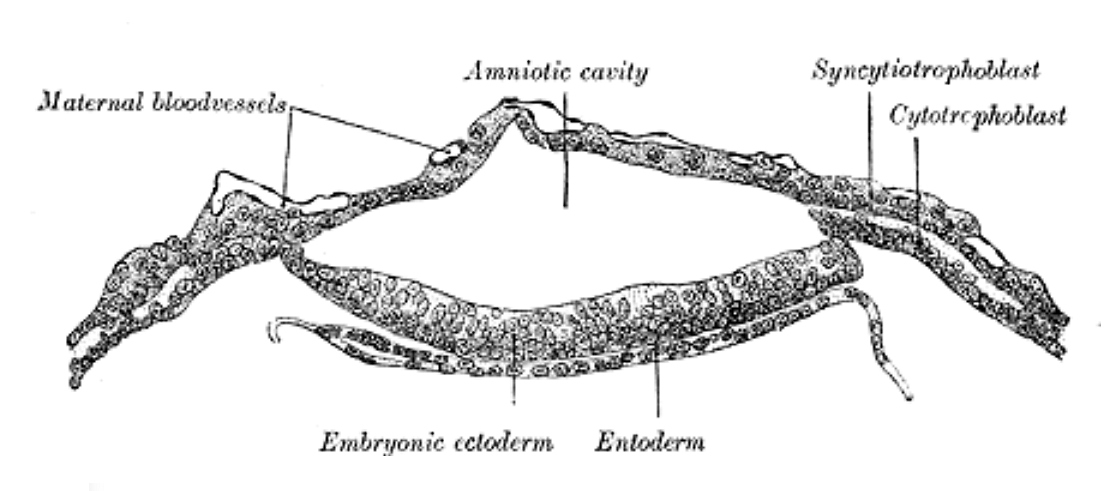 Fig. 12
