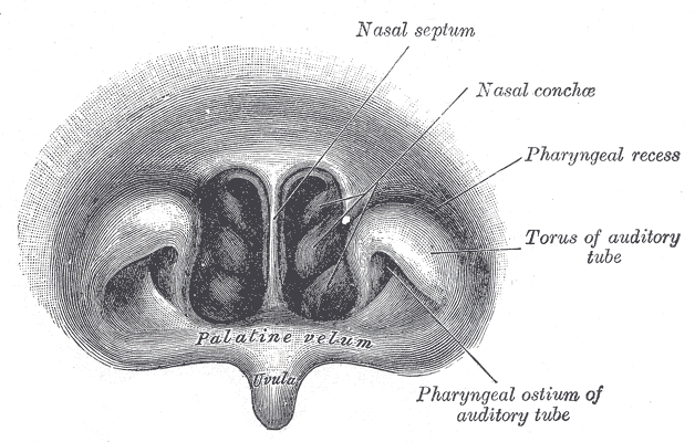 Fig. 1203