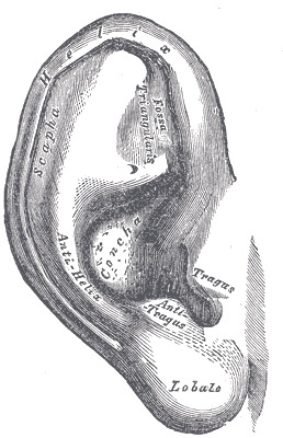 Fig. 1207