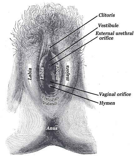 Fig. 1229