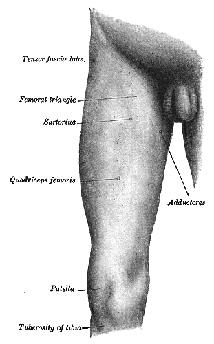Fig. 1238