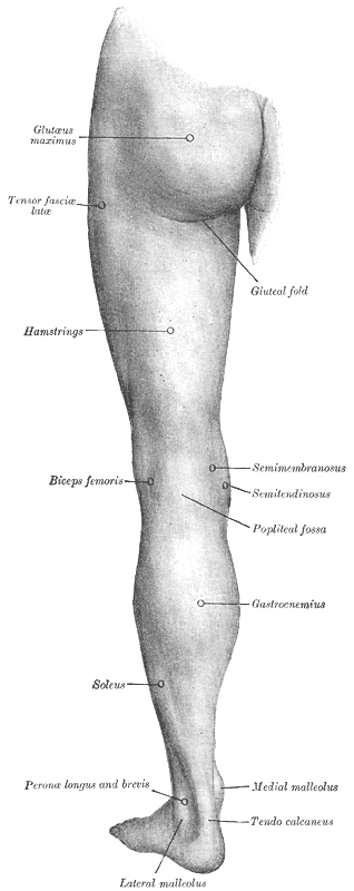 Fig. 1239