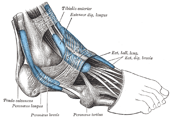 Fig. 1241