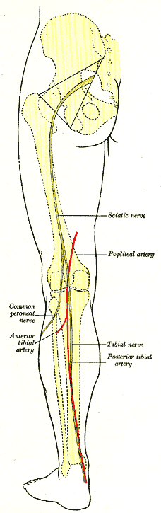 Fig. 1247