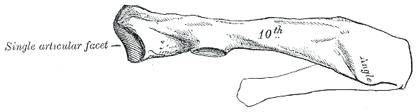 Fig. 126