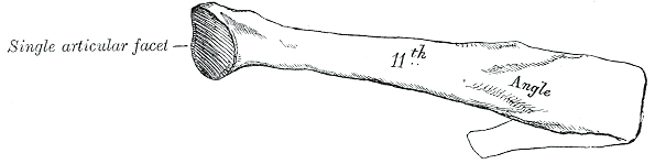 Fig. 127