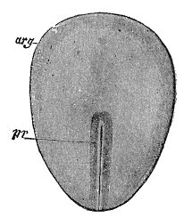 Fig. 13