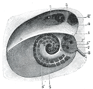 Fig. 140