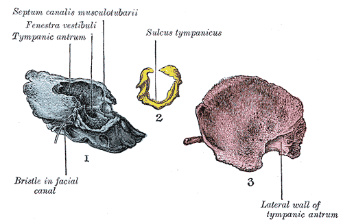 Fig. 142