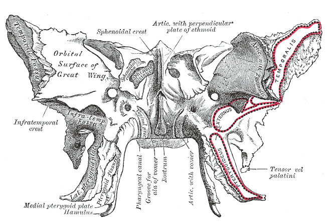 Fig. 146