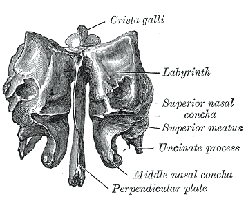 Fig. 151