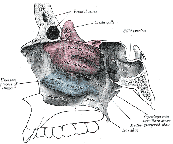 Fig. 153