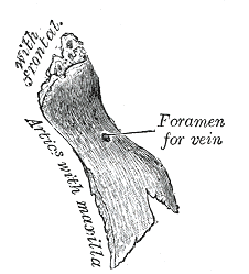 Fig. 155