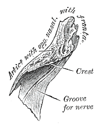 Fig. 156