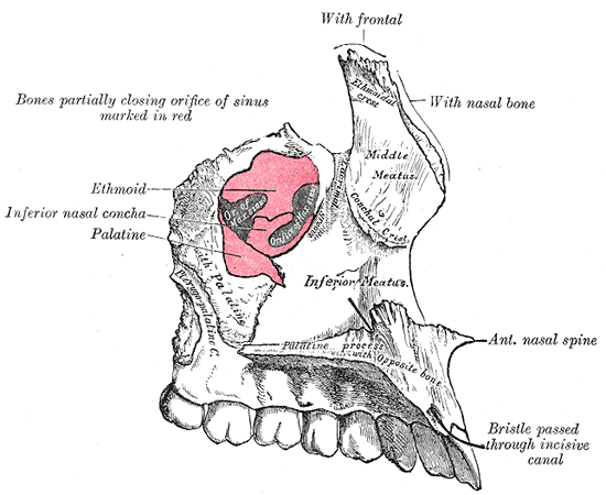 Fig. 158