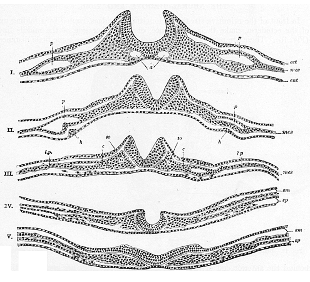 Fig. 16