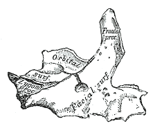 Fig. 161