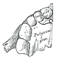 Fig. 162