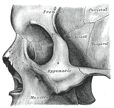Fig. 164