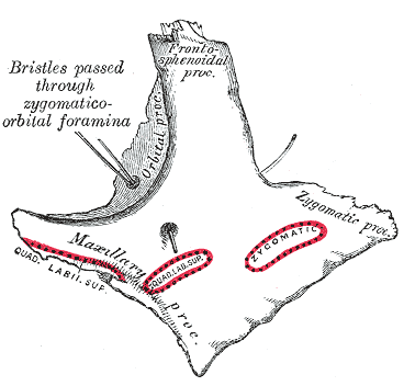 Fig. 165
