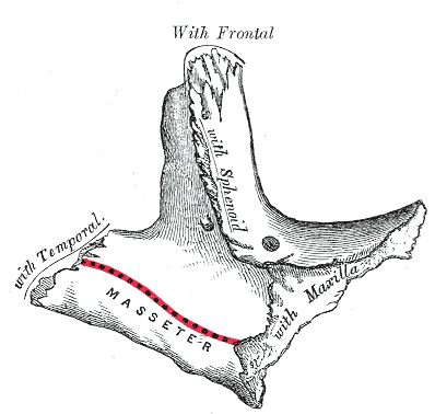 Fig. 166