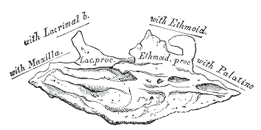 Fig. 171