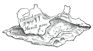 Fig. 172