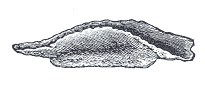 Fig. 175