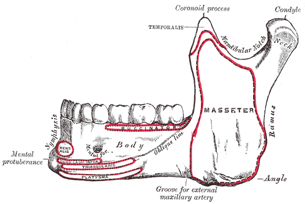 Fig. 176