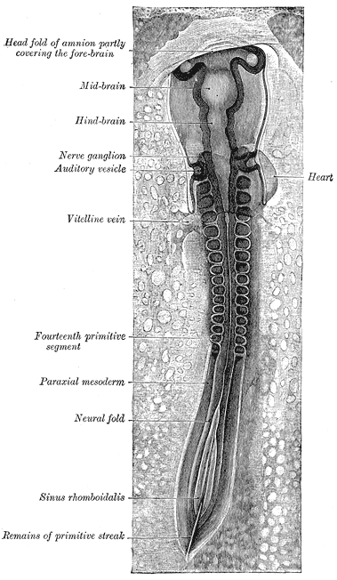 Fig. 18