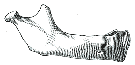 Fig. 182