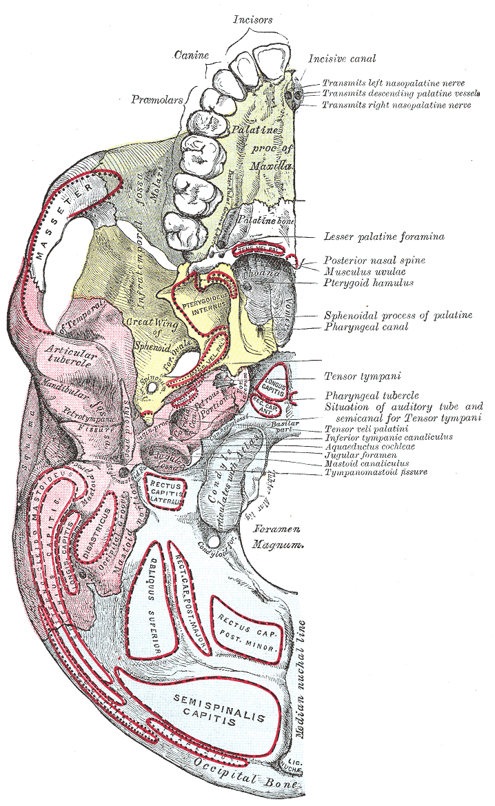 Fig. 187