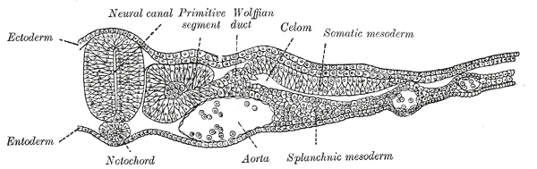 Fig. 19