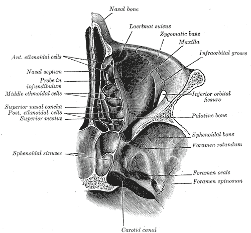 Fig. 191