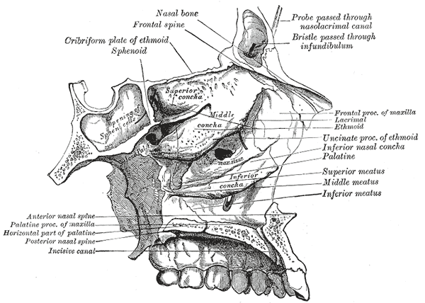 Fig. 196