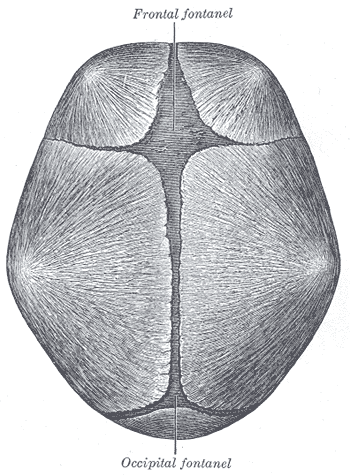 Fig. 197