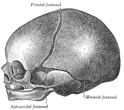 Fig. 198
