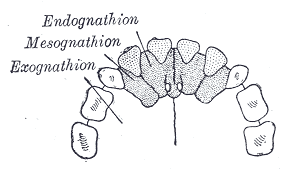 Fig. 199