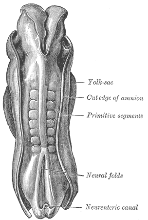 Fig. 20
