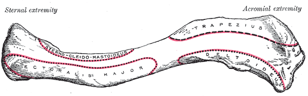 Fig. 200