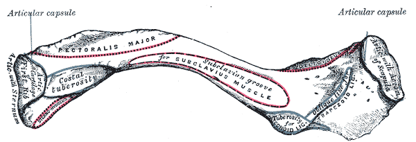 Fig. 201