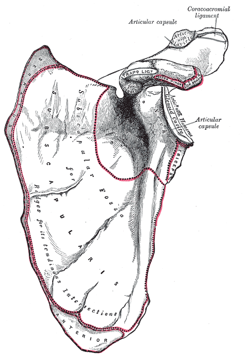 Fig. 202