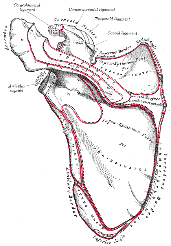 Fig. 203