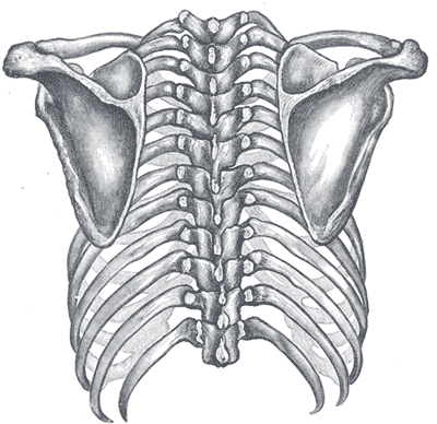 Fig. 204